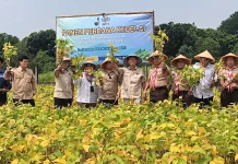 Panen Kedelai di Cibubur Dorong Produksi Nasional Berkelanjutan