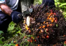 Akademisi: "Traceability" Penting bagi Industri Sawit Nasional