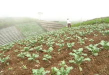Program Makan Bergizi Gratis Tingkatkan Harga Sayur Petani Boyolali