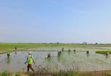 Hadapi Ancaman Kekeringan, Dinas Pertanian Bekasi Siapkan Langkah Antisipasi