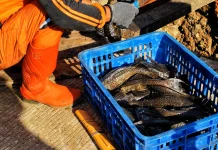 Ratusan Kilogram Ikan Sapu-sapu Berhasil Dimusnahkan di Waduk Kaja Ciracas