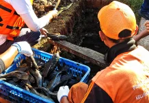 Penanganan Ikan Sapu-sapu Dinilai Mendesak, Mardani: Jangan Tergesa-gesa