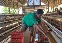 Berkat Program MBG, Telur Peternak Ayam Terserap di Sukoharjo