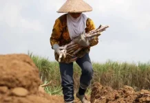 UMKM Perluas Pasar, 24 Ton Gula Kelapa Diekspor ke Ghana