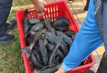 Ahli Gizi Sebut Ikan Sapu-sapu Aman Dikonsumsi jika dari Perairan Bersih