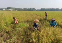 Target Swasembada Pangan 2029, Distribusi Pupuk Subsidi Diminta Tepat Sasaran
