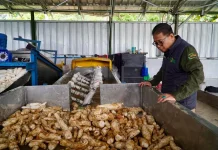 Bapanas Dorong Hilirisasi Singkong di Bogor