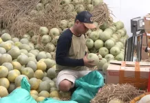 Suplai Dapur MBG, Omzet Pedagang Buah Kramat Jati Naik