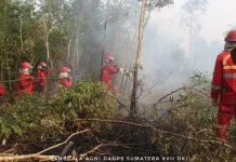 Mitigasi Karhutla, Komisi IV DPR Dorong Pemerintah Jalankan Langkah Stategis Ini