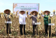 Dukung Ketahanan Pangan, Petani Binaan BAZNAS di NTB Panen Raya 400 Ton Jagung