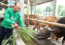 Perkuat Ketahanan Pangan, BAZNAS RI Hadirkan Balai Ternak di NTB