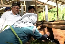 Balai Ternak BAZNAS Lombok Tengah Siapkan Hewan Kurban Terbaik