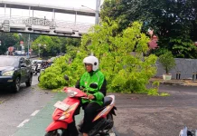 Angin Kencang Tumbangkan Pohon di Jalan Warung Buncit Jaksel