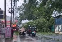 Sejumlah Pohon di Bekasi Tumbang akibat Hujan Deras Disertai Angin Kencang
