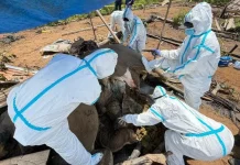 Kementerian Kehutanan Lakukan Investigasi Kematian Dua Gajah di Mukomuko
