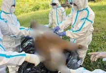 Respons Cepat Kemenhut Tangani Temuan Harimau Sumatera di Mukomuko