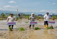 Jaga Produksi Pangan, Kementan Tanam Padi Serentak di 25 Provinsi