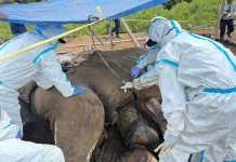 Dua Gajah Sumatra Mati di Mukomuko, Kemenhut Fokus Ungkap Penyebab lewat Nekropsi
