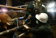 Karantina DKI Pastikan 2.560 Sapi Masuk Jabodetabek Sehat