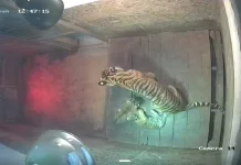 Dua Anak Harimau Sumatra Lahir di Lampung