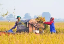 Produksi Beras Nasional Naik, Badan Pusat Statistik Catat NTP Petani Meningkat