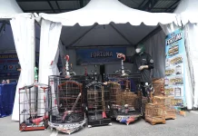 Sangkar Kayu, Simfoni Harapan di Festival Burung Berkicau