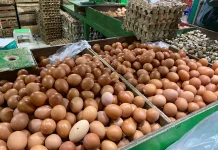 Kementan Bergerak Stabilkan Harga Telur, Peternak Rakyat Jadi Prioritas