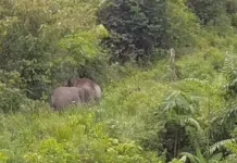 Gajah Masuk Kampung, Warga Aceh Jaya Minta BKSDA Bertindak