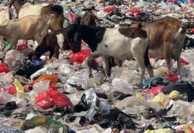 Petugas Soroti Risiko Kesehatan Kambing yang Cari Makan di Tumpukan Sampah