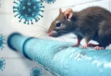 Waspada Hantavirus: Ini Gejala, Penyebab, dan Pencegahannya