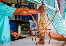 Rugikan Negara, Gus Lilur Harap Presiden Berantas Penyelundupan Benih Lobster