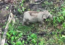 Monitoring Gajah Sumatera di Seblat Kini Gunakan Drone Thermal