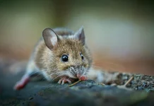 Ramai Dibahas, Simak Wilayah Penyebaran Hantavirus di Dunia