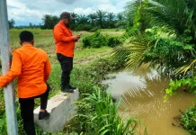 BNPB Pantau Dampak Banjir Lahan Pertanian di Luwu Timur