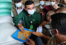 Pemerintah Salurkan SPHP Jagung di Jateng