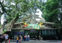 Pemkot Bandung Penuhi Kebutuhan Satwa Bandung Zoo Selama Masa Transisi