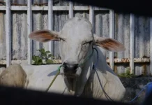 Kemenkes Bagikan Tips Cegah Penularan Penyakit Zoonosis dari Hewan Kurban