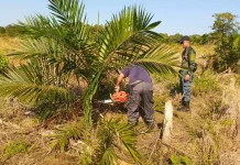 Petugas Gabungan Tertibkan Kebun Sawit Ilegal di Cagar Alam Teluk Pamukan