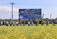 TNI Dukung Swasembada Kedelai, Panen Raya Digelar di Nganjuk