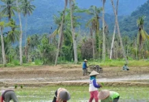 Padang Pariaman Tuntaskan Perbaikan 446 Hektare Sawah Rusak