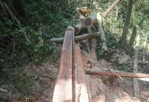Kemenhut Tetapkan Dua Tersangka Pembalakan Liar di TWA Mangolo