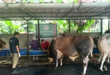 Mendekati Iduladha, Harga Hewan Kurban di Tangerang Melonjak