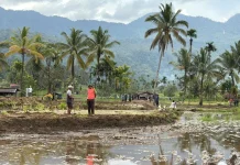 Kementan Kawal Rehabilitasi Sawah Pascabencana