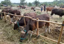 Pemprov Jabar Pastikan Ketersediaan Hewan Kurban di Wilayahnya Sudah Mencukupi