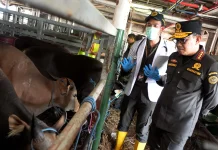 Barantin Perketat Karantina Hewan Kurban, 275 Sapi Asal NTT Masuk Tanjung Priok