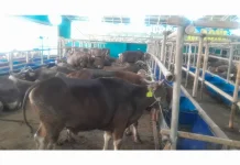 Penjualan Hewan Kurban Depok Meningkat jelang Iduladha