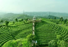 Dari Kebun Berkabut hingga Meja Makan, Begini Perjalanan Sehelai Daun Teh