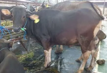 Menjelang Iduladha, Pedagang Sapi di Bekasi Ngaku Penjualan Turun