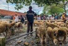 Simak Tips Memilih Hewan Kurban Sehat jelang Iduladha 1447 Hijriah