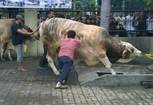 Ketahui Doa Menyembelih Hewan Kurban Lengkap dan Tata Cara Membacanya